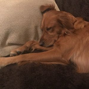 Meet your Posher, Brandon